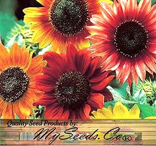 1 lb (6,500+ Seeds) Sunflower Sunny Sun Flower Crazy Mix Sunflower Seeds - Non-GMO Seeds By MySeeds.Co (1 lb Sunflower