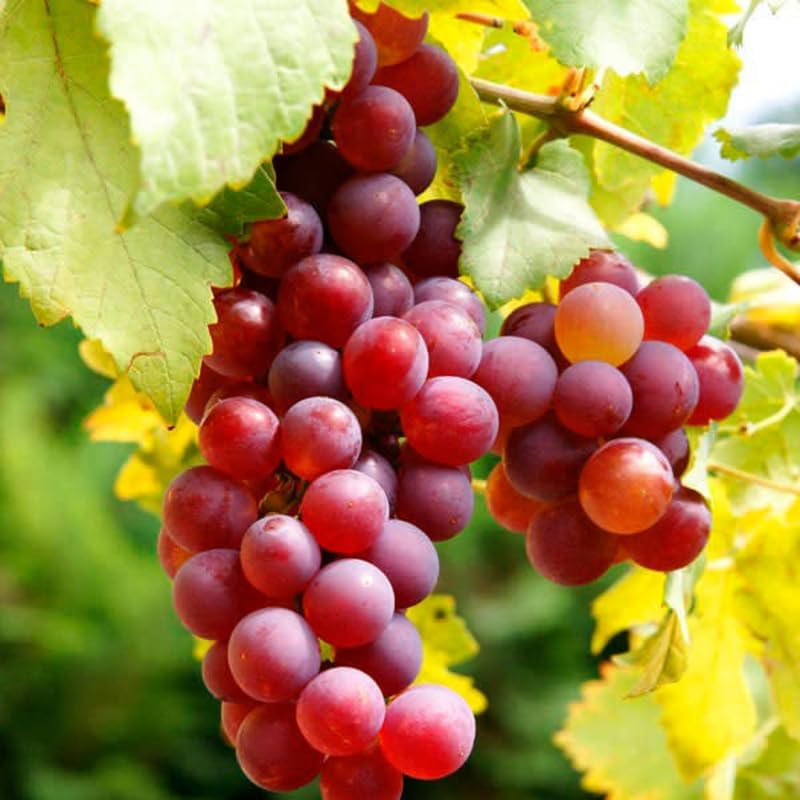 Red Grape Live Plant, Perennial Fruit Vine | 2 Year Old, Self Fruitful, Moderate Watering, Full Sun, Well-Drained Soil