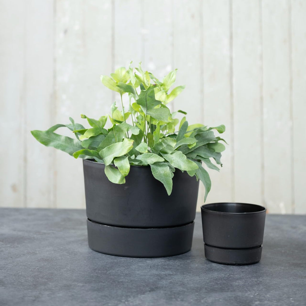 Root & Vessel Majestic Mid-Century Modern Low Profile Cylinder Pot, Matte Black, 12.5"