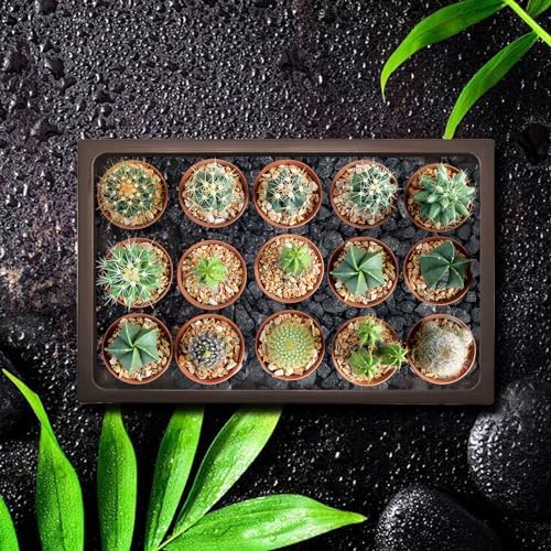 KEOHOLI 2 Packs Bonsai Humidity Plant Tray Drip Trays, Square Plastic Pot Saucer Draining Tray for Indoors Outdoors for Cactus, Succulents, Bonsai Tree, Stone to Drain, Protect, Decorate(11.4*8.4Inch)