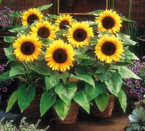~ Dwarf Sunspot Sunflower Seeds (1/4 Lb) (Helianthus Annuus) 1,000 Seeds Non GMO