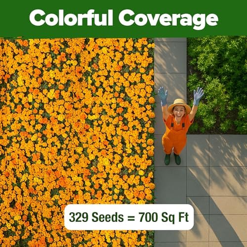 HOME GROWN Petite French Marigold Seeds, 329+ Seeds, Tagetes patula