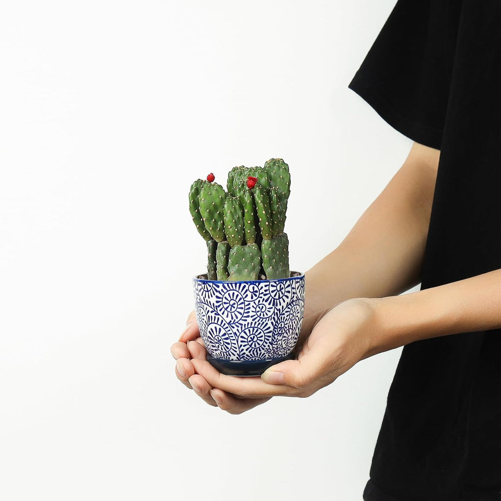 Selamica Ceramic Succulent Pots, 3.5 Inch Small Plant Pots for Indoor Plants Cactus Herbs, Succulent Planters with