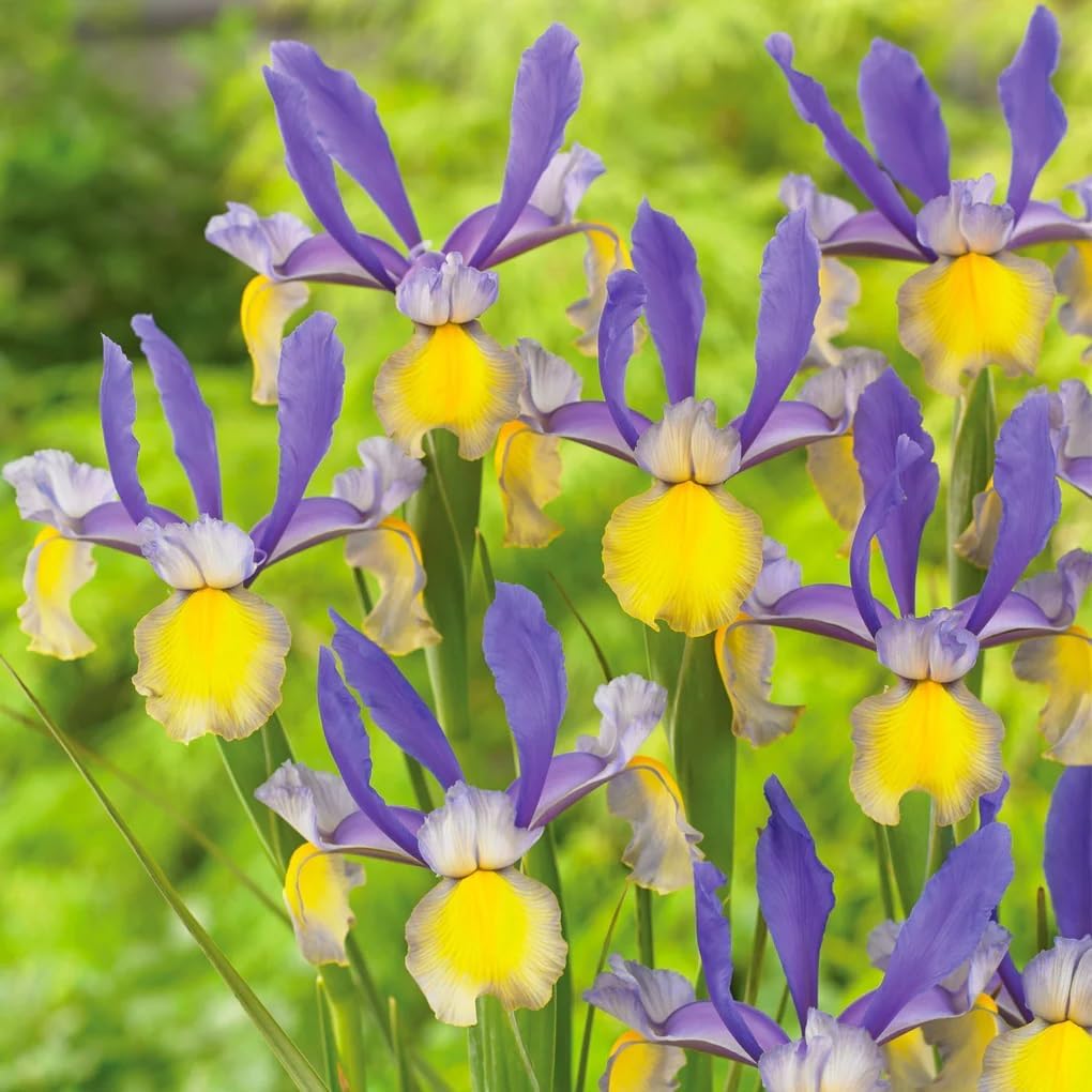 Montecito & Miss Saigon Iris Mix Bulbs - Perennial Dutch Iris, Fragrant Blooms | Spring Flowering 15x Montecito and 15x