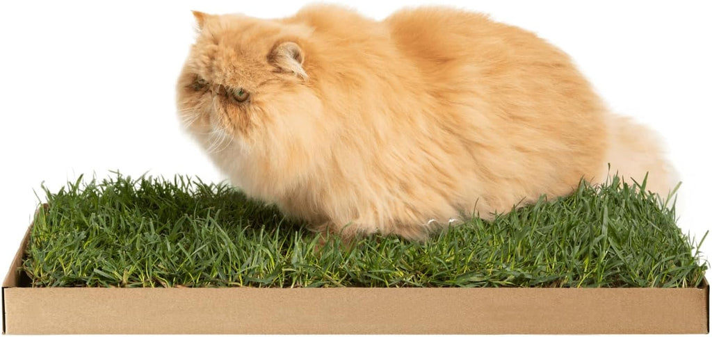 Kitty Lawn Real Grass Cat Lounger & Bed - Natural Grass Pad for Cats 24x9 | USA-grown real grass lounging pad for