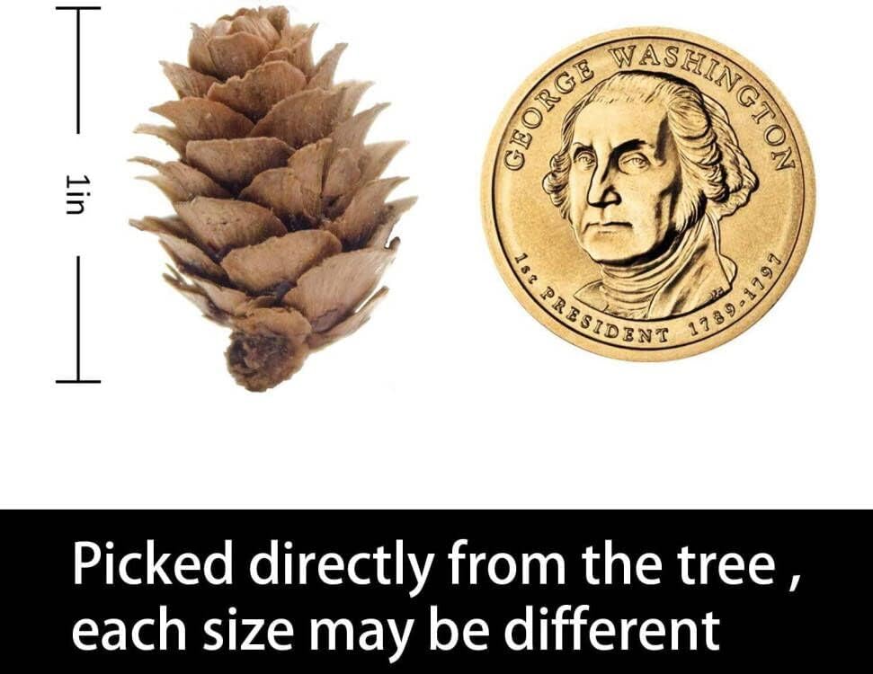 250 Pcs Christmas Natural Mini Pine Cones-Thanksgiving Pine Cone Ornaments