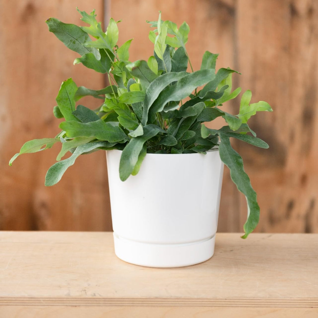 Root & Vessel Majestic Full Depth Cylinder Pot, Glossy White, 14-Inch (10142)