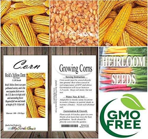 1 lb (1,600+ Seeds) Reid's Yellow Field Corn Seed (OP) Open pollinated Variety - Non-GMO Seeds by MySeeds.Co (1 lb Reid
