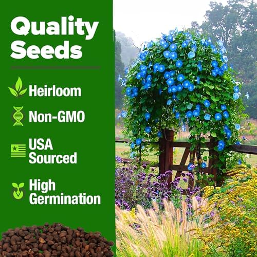 HOME GROWN Heavenly Blue Morning Glory Seeds, 150 Seeds, Ipomoea Tricolor