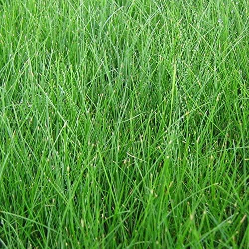 EZ Straw Lawn Repair Mix Tall Fescue Blend - Seed, Mulch and Fertilizer Combination, 11lbs (Covers 200sq ft.)