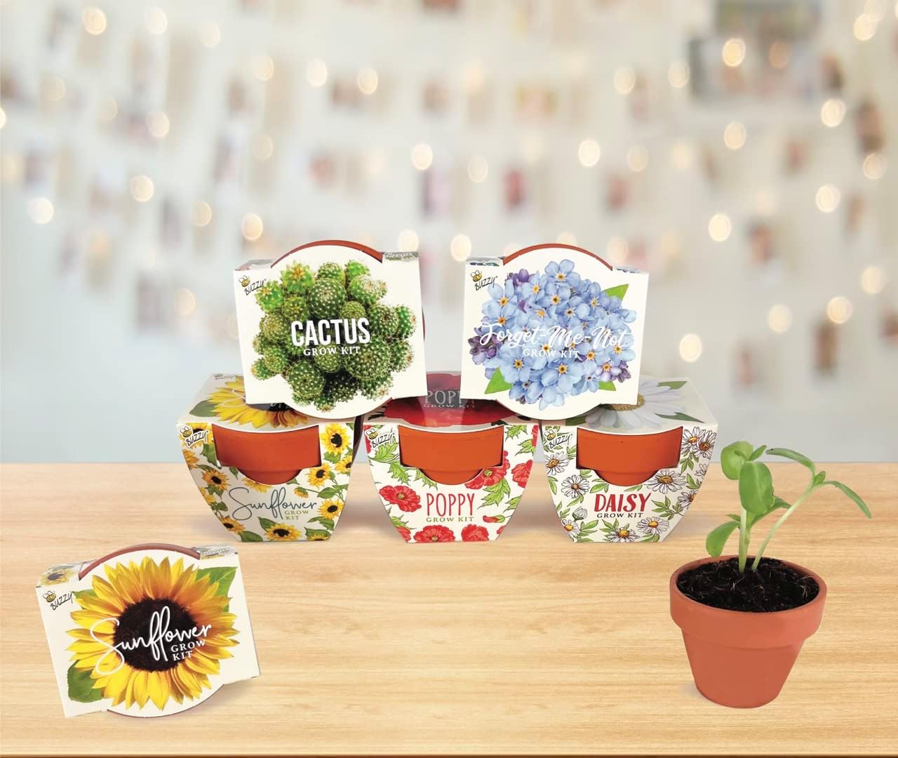 BUZZY Seeds Daydream Collection Mini Terracotta Grow Kit 6-Pack - Mini Terracotta Pot Grow Set - 100% Grow Guarantee