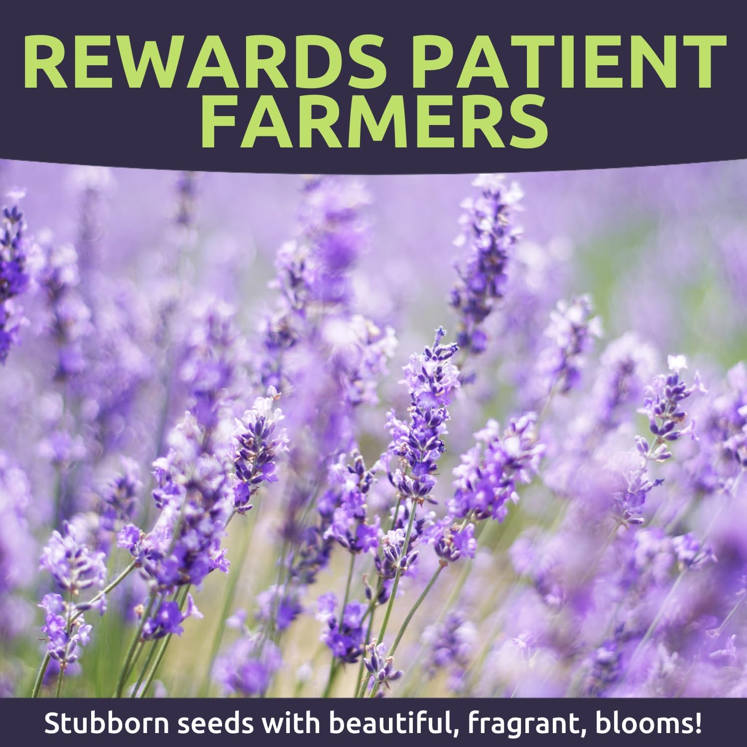 Lavender - Bulk 1 Pound Bag - 400,000 Flower Seeds for Planting - Lavandula angustifolia