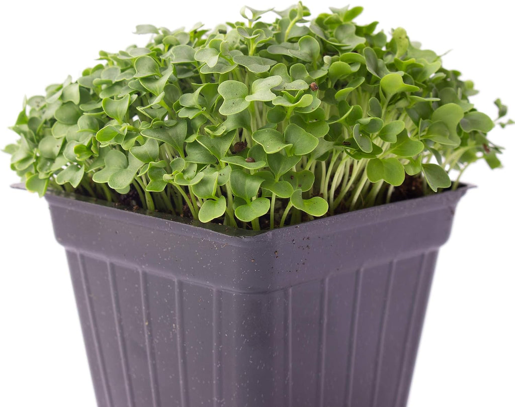 Mountain Valley Seed Co Kale Microgreens Seeds 1 Lb ~128,000 Seeds Non-GMO | Brassica oleracea - Seed for Growing Micro