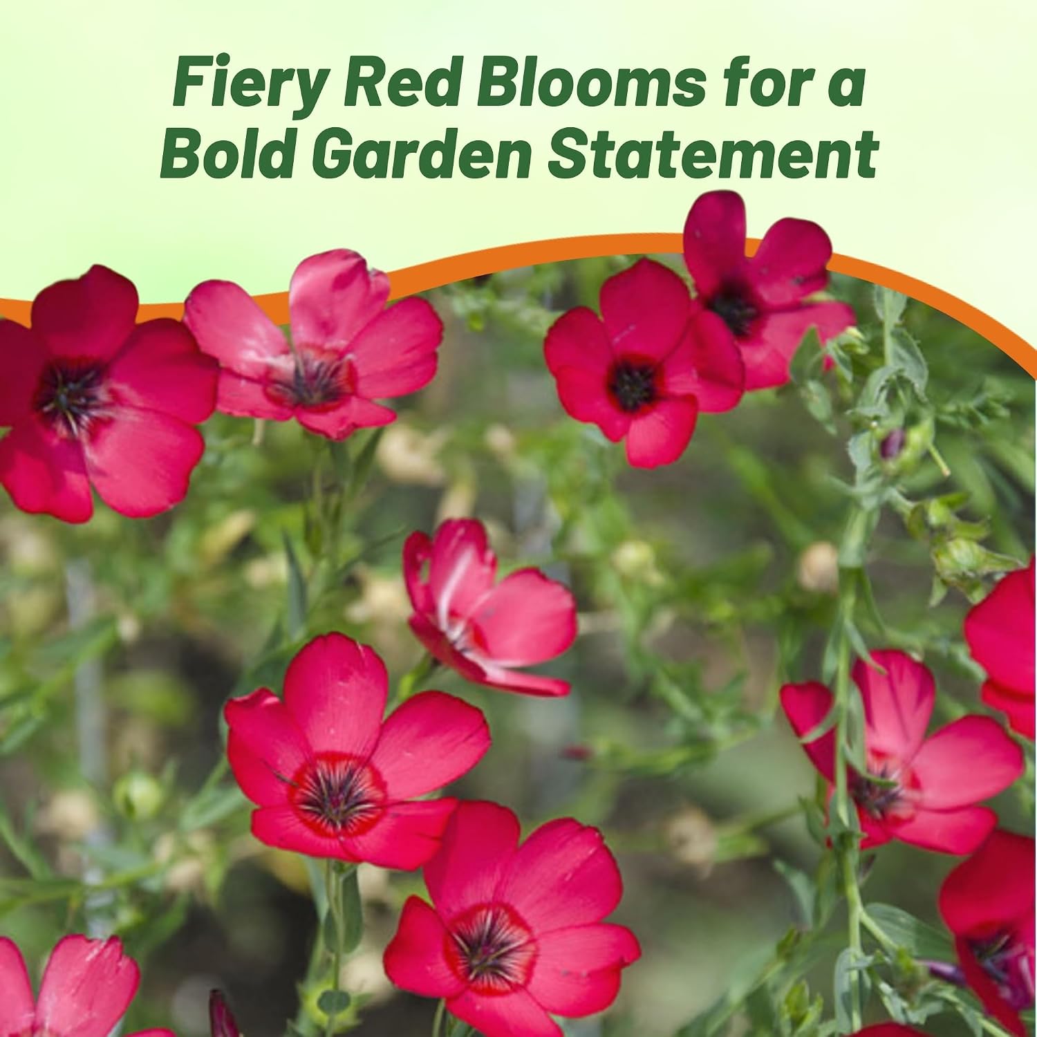 Outsidepride Scarlet Flax Seeds - 1 lb Annual Flower Seeds for Planting, Self-Seeding, Drought-Tolerant w/Compact