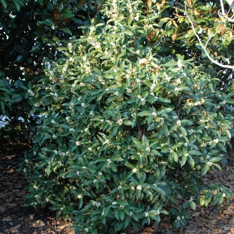 Osmanthus fragrans (Sweet Olive) Shrub Seeds, Highly Fragrant Creamy White or Yellow Color Tubular Flowers Bloom in