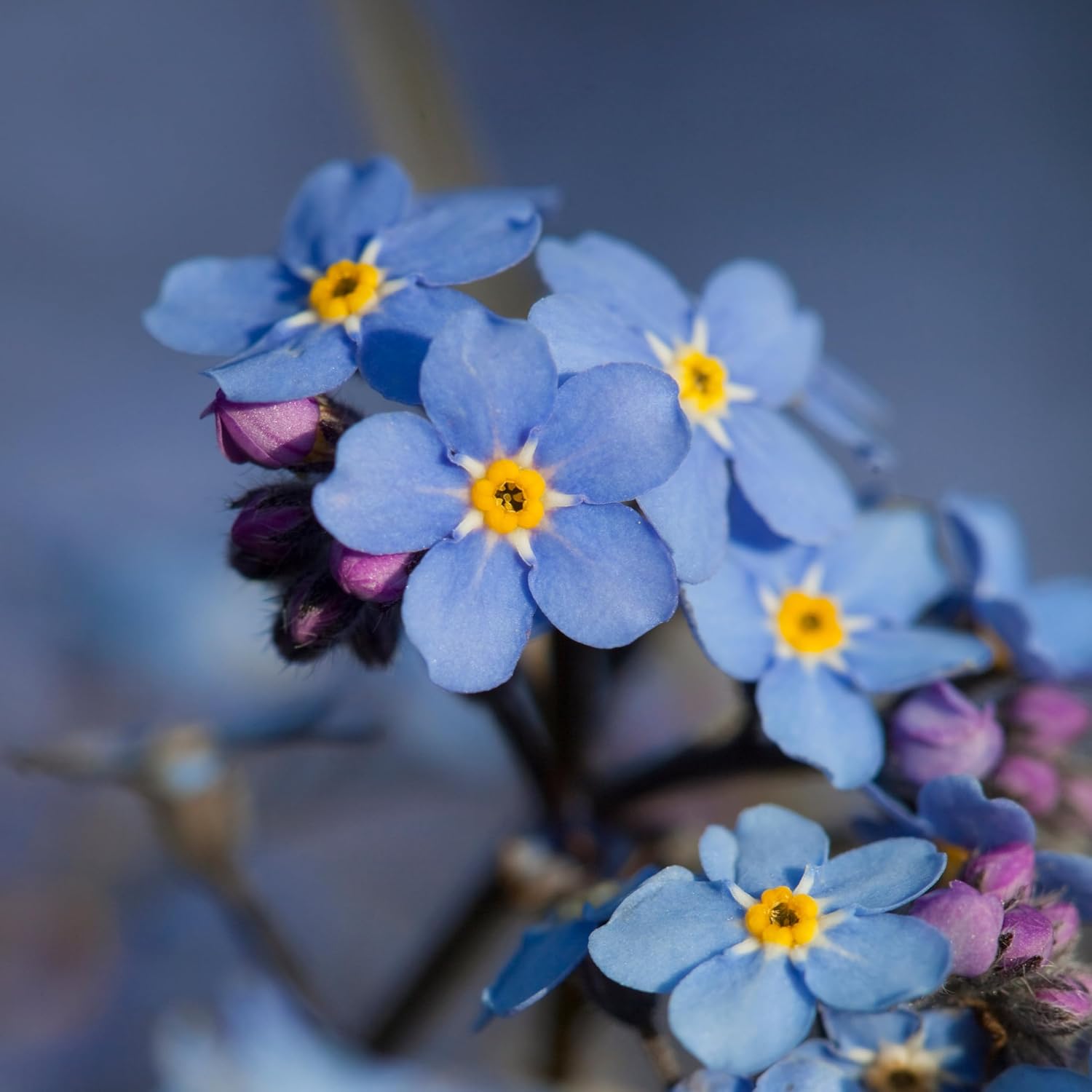 Seed Needs Forget Me Not Seed Packet Gift Favors for Memorial Services