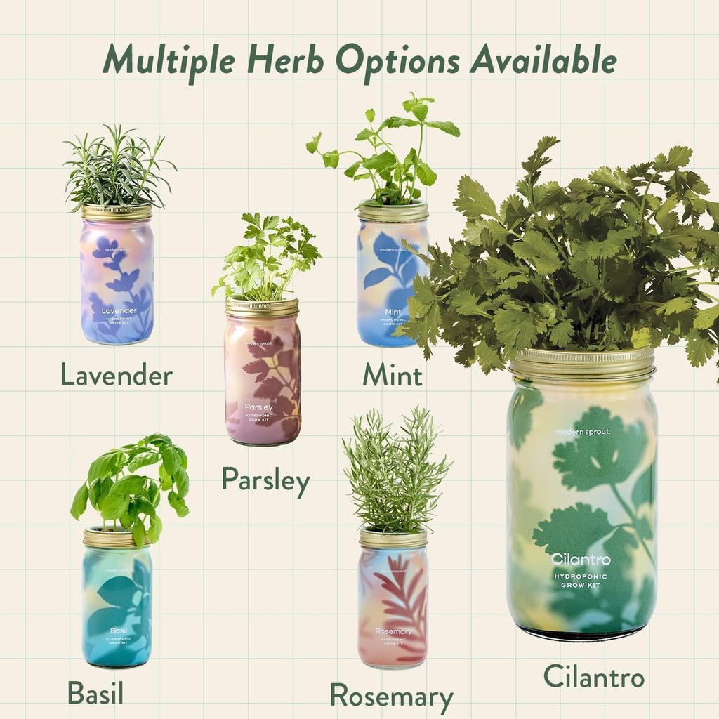 Modern Sprout MasonJar+Replant Kit-Self-Watering Hydroponic System-Cilantro | Growing System Kit w/Organic Herb Seeds