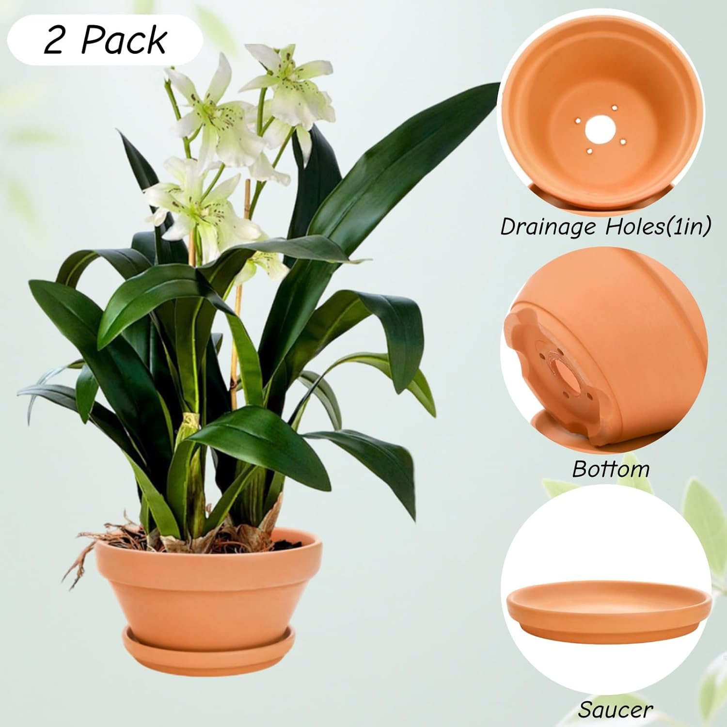 2 Pack 8 Inch Shallow Succulent Terracotta Pots with Drainage Hole and Saucer, Clay Plant Pots for Indoor and Outdoor
