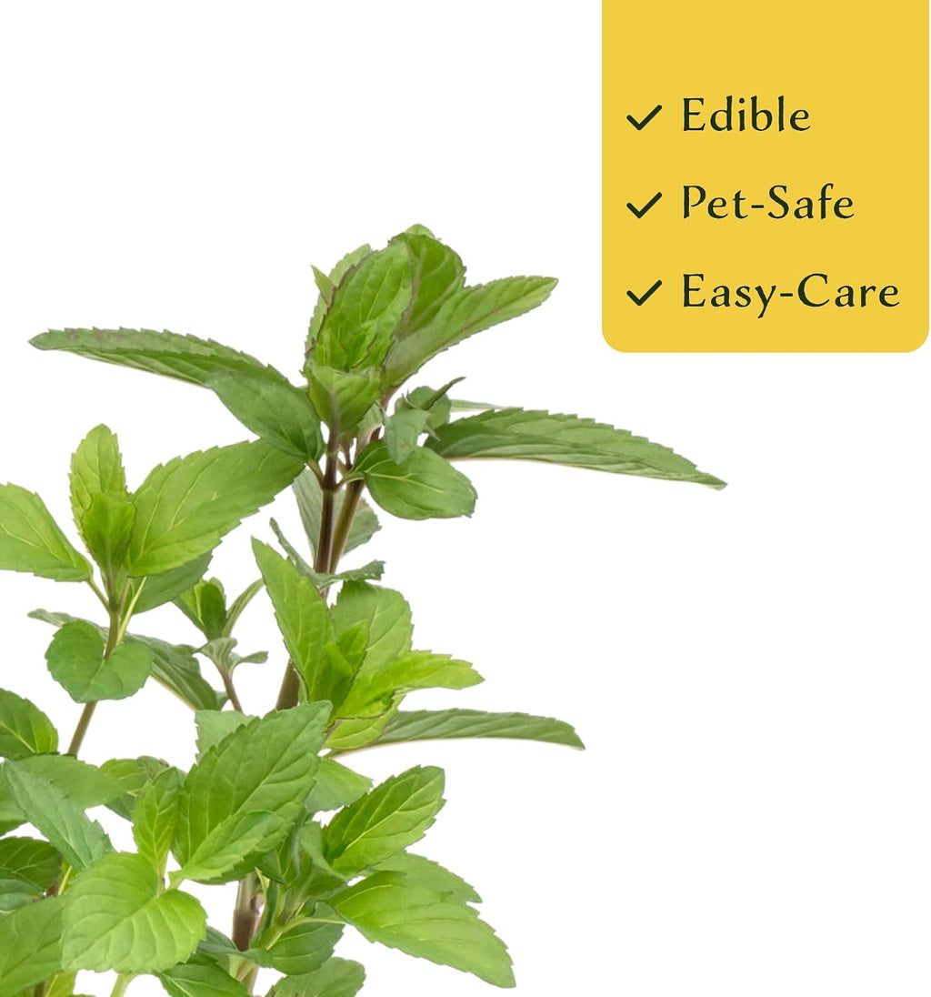 6 Chocolate Mint | Live Plants in 2.5-inch Nursery Cubes | Mentha x piperita f. citrata Chocolate Variety | Easy-Care