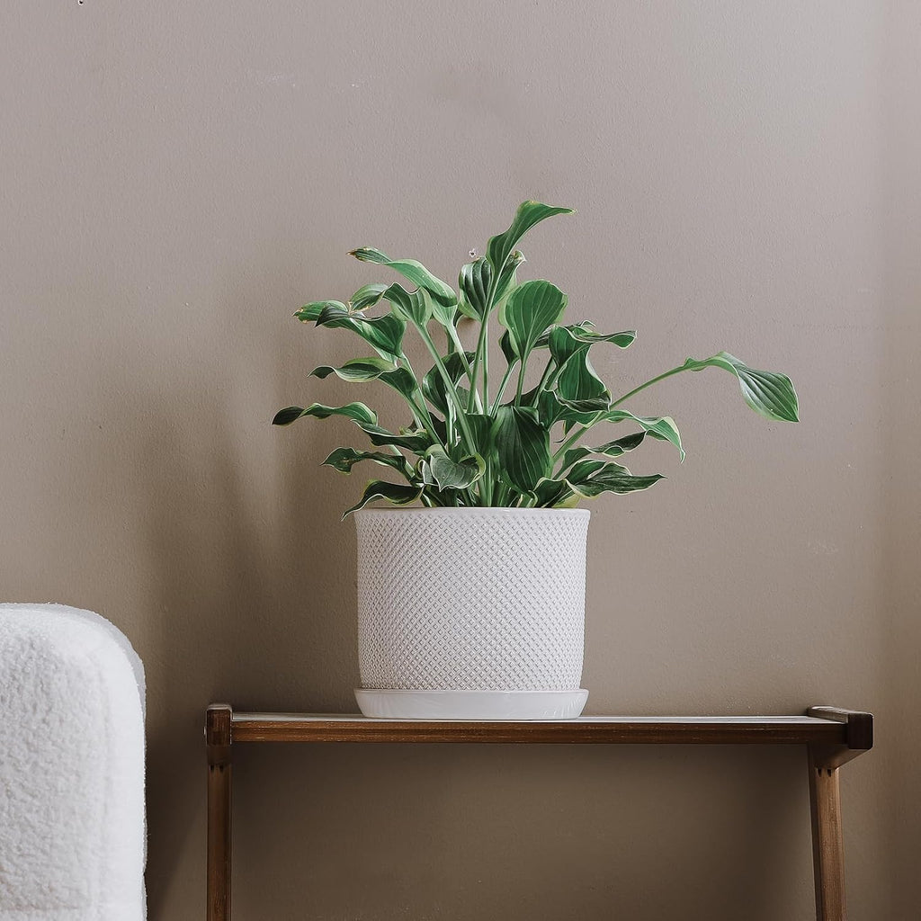 8 Inch Plant Pot: Ceramic Planter with Drainage Hole & Saucer Indoor Outdoor Plants - Flowerpot with Bonded Tray for