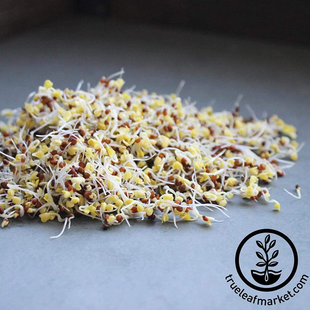 Handy Pantry Broccoli Sprouts Seed Organic - 1 Lb - Non-GMO Broccoli Seeds | Sprouting & Microgreens Sprouting Seeds