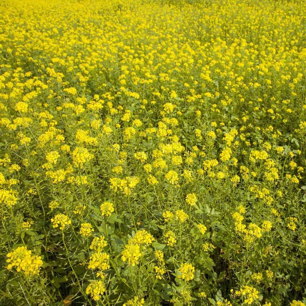 Outsidepride White Mustard Seeds for Planting - 5 lb Annual Cover Crop Seeds w/Deep Root System, High Protein Forage