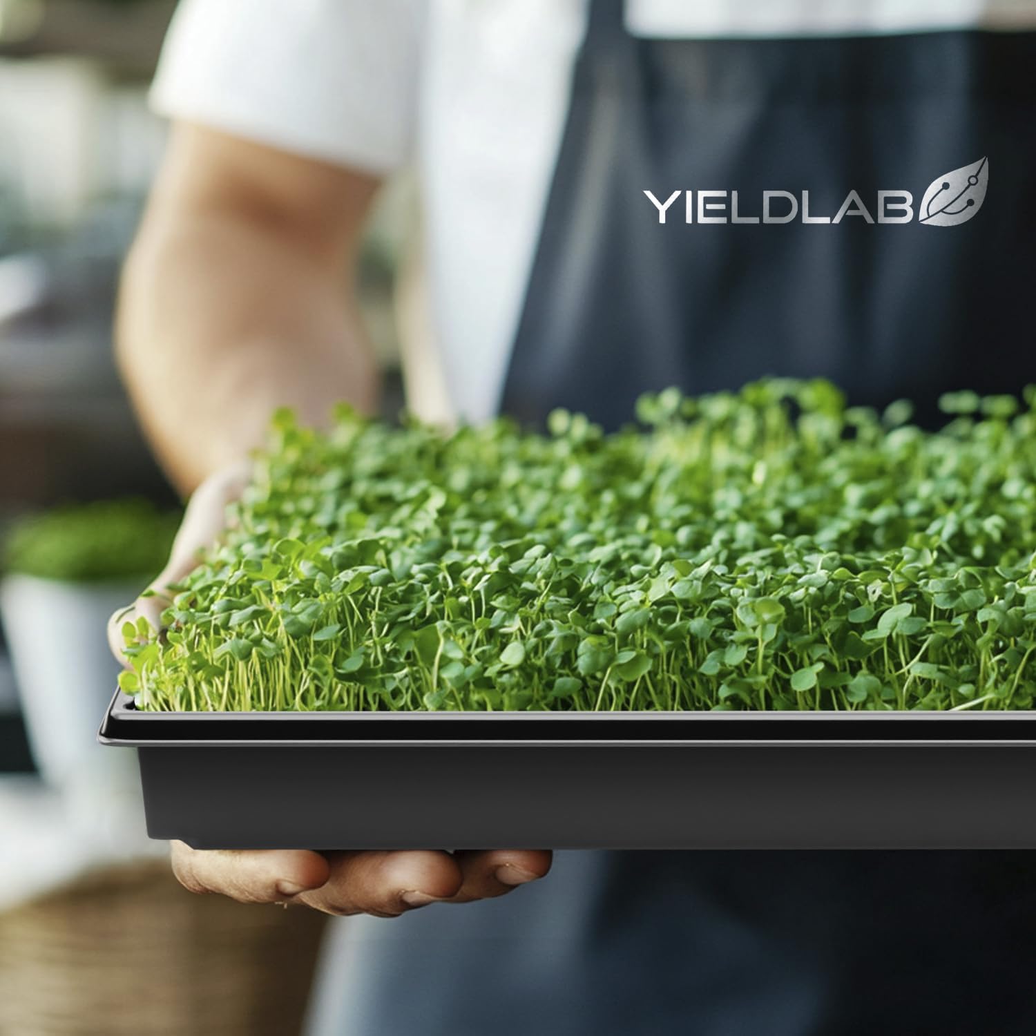 10x20 Inch Black Plastic 10 Pack Plant Propagation Tray No Holes | Growing Trays For Garden, Planting, Seedling, Soil &