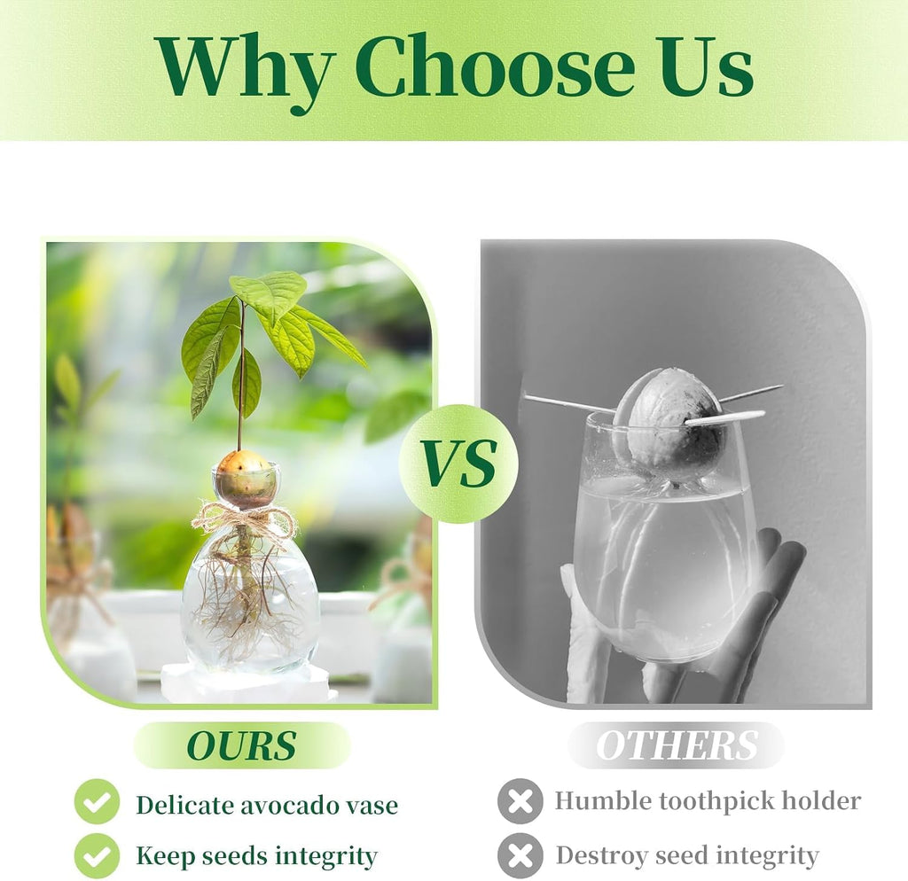 Hewory Avocado Seed Starter Vase: 3Pcs Glass Avocado Planter for Growing | Acorn Pit Sprouting Vases, Tree Pots