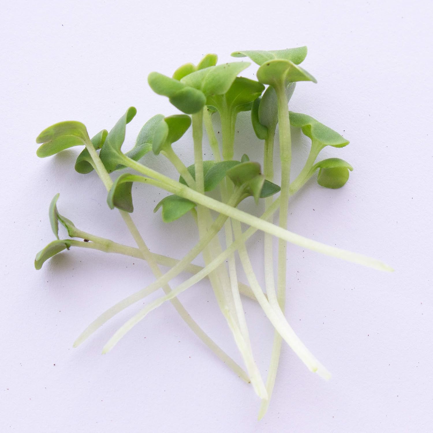 Mountain Valley Seed Co Green Cabbage Microgreens Seeds 1 Lb ~108,800 Seeds | High Germination, Non-GMO Seed for