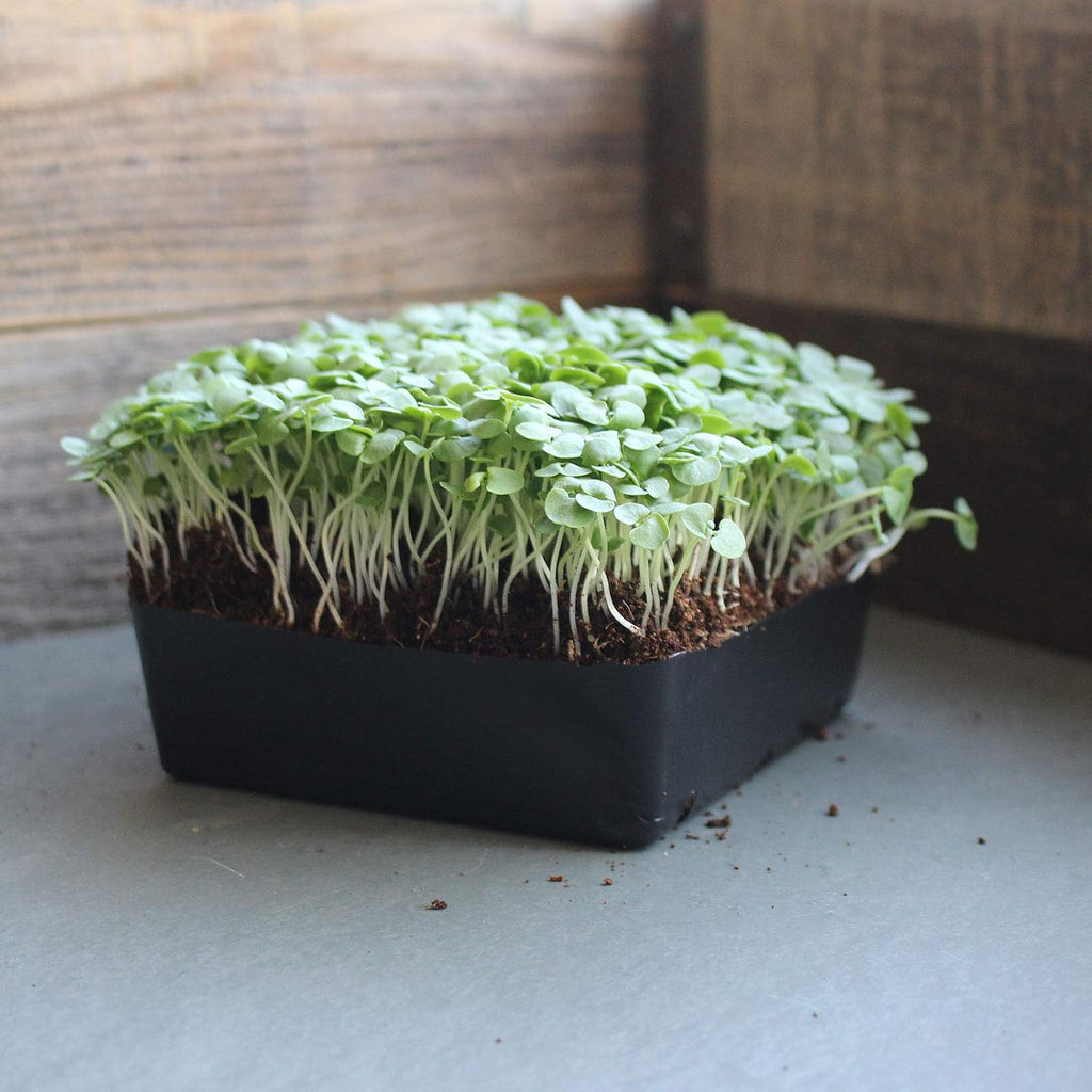 Mountain Valley Seed Co Thai Basil Seeds - (4 Oz) Bulk Herb Seeds | Growing Microgreens, Indoor Gardening: Micro Greens