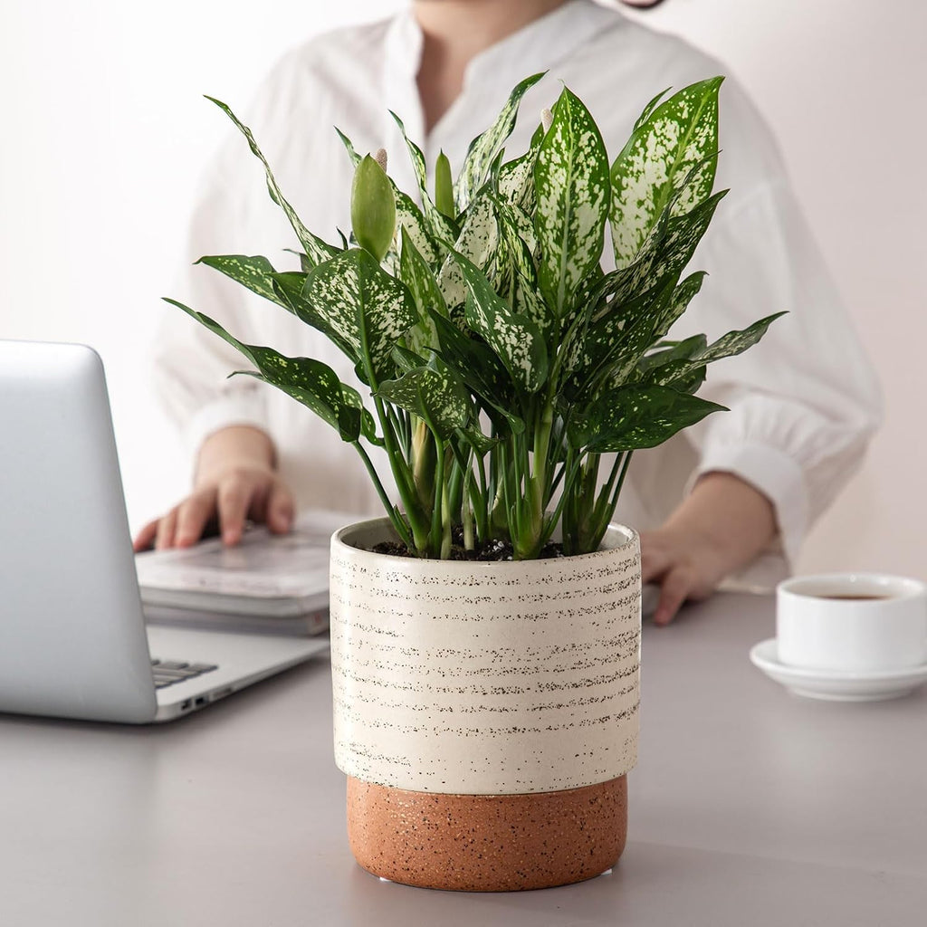6 Inch Ceramic Self Watering Planter with Drainage Hole, Brush | Indoor Plant Pot with Water Storage Plus - for African