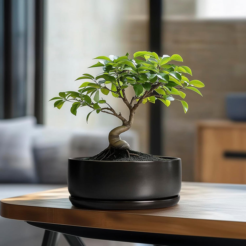 SQOWL Bonsai Pots - 8 Inch Ceramic Plant Pots for Succulents, Round Indoor Planter with Drainage Hole and Saucer