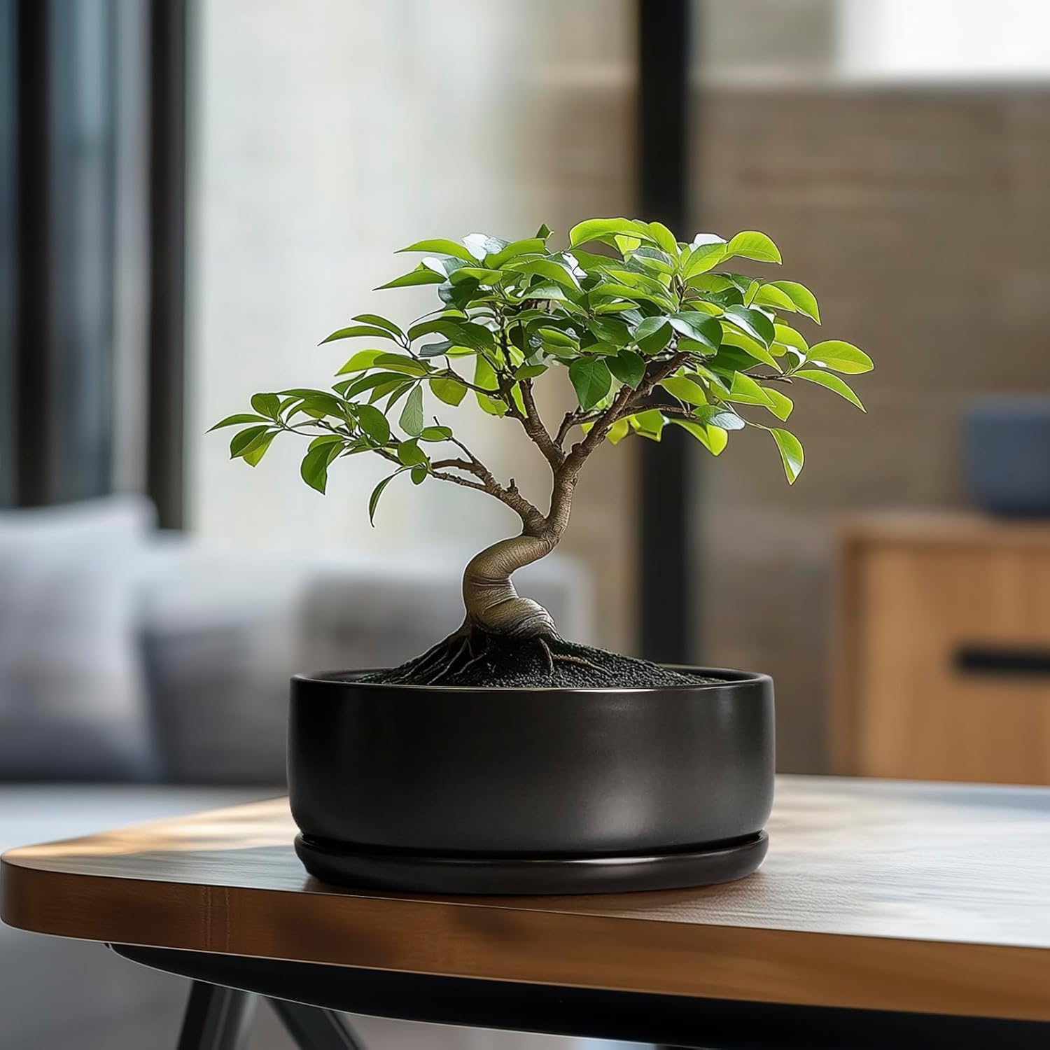 SQOWL Bonsai Pots - 8 Inch Ceramic Plant Pots for Succulents, Round Indoor Planter with Drainage Hole and Saucer
