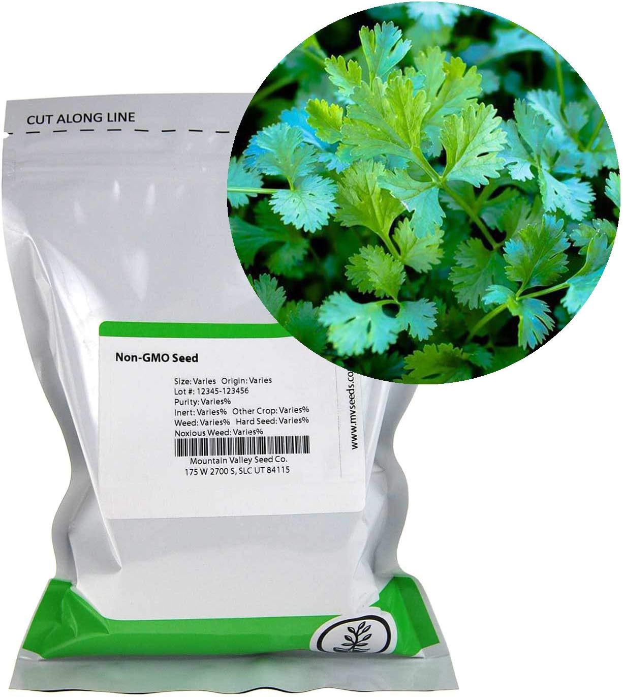 Mountain Valley Seed Co Bulk Slow Bolt Cilantro Seed 1 Lb 40,000+ Seeds | Non-GMO Heirloom High-Germination Microgreens