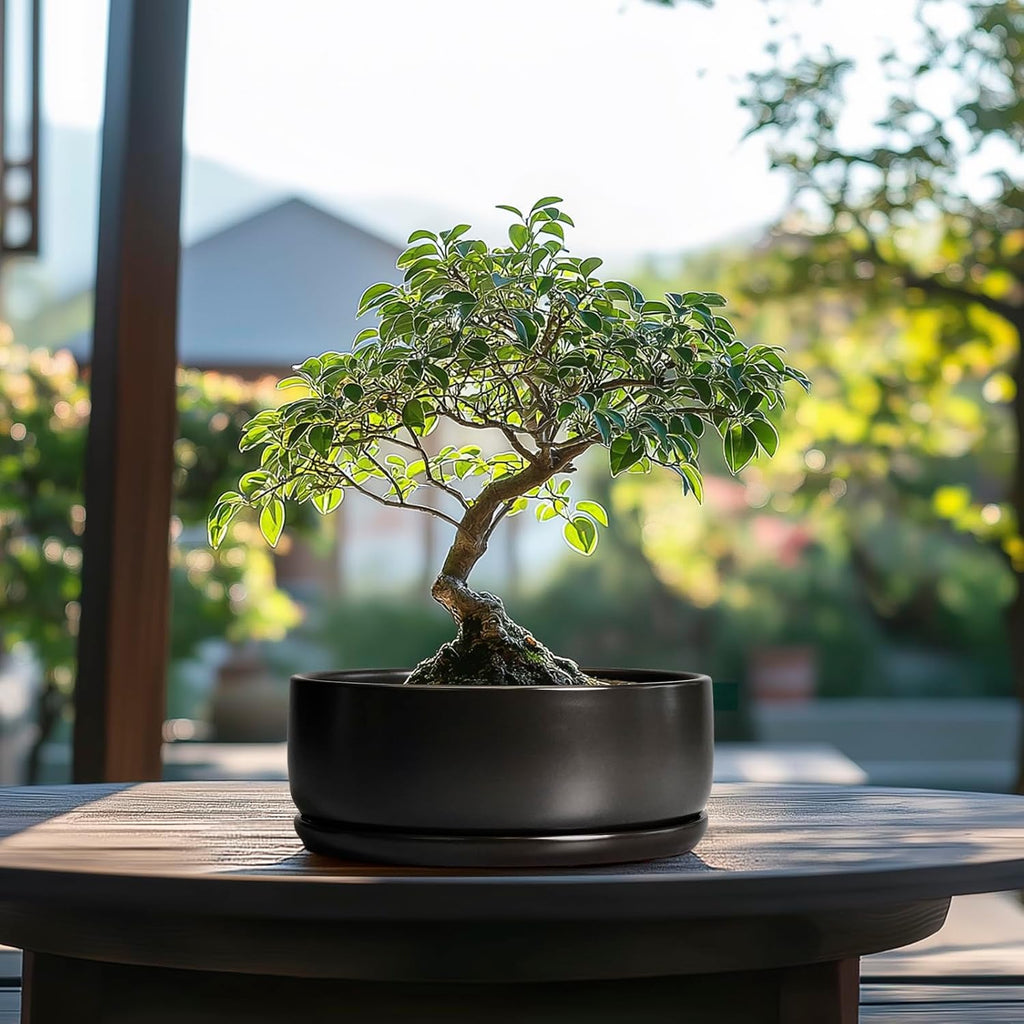SQOWL Bonsai Pots - 8 Inch Ceramic Plant Pots for Succulents, Round Indoor Planter with Drainage Hole and Saucer