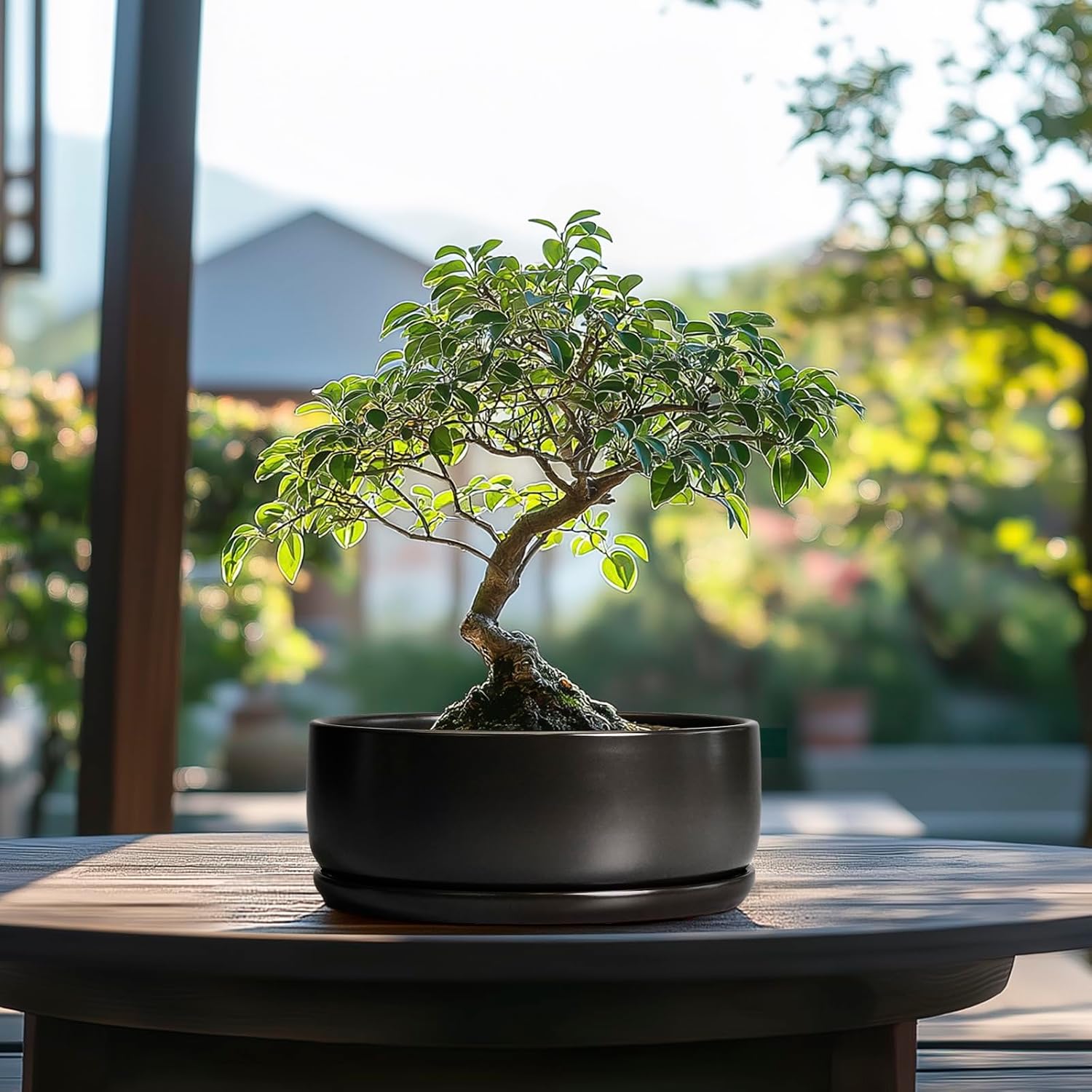 SQOWL Bonsai Pots - 8 Inch Ceramic Plant Pots for Succulents, Round Indoor Planter with Drainage Hole and Saucer