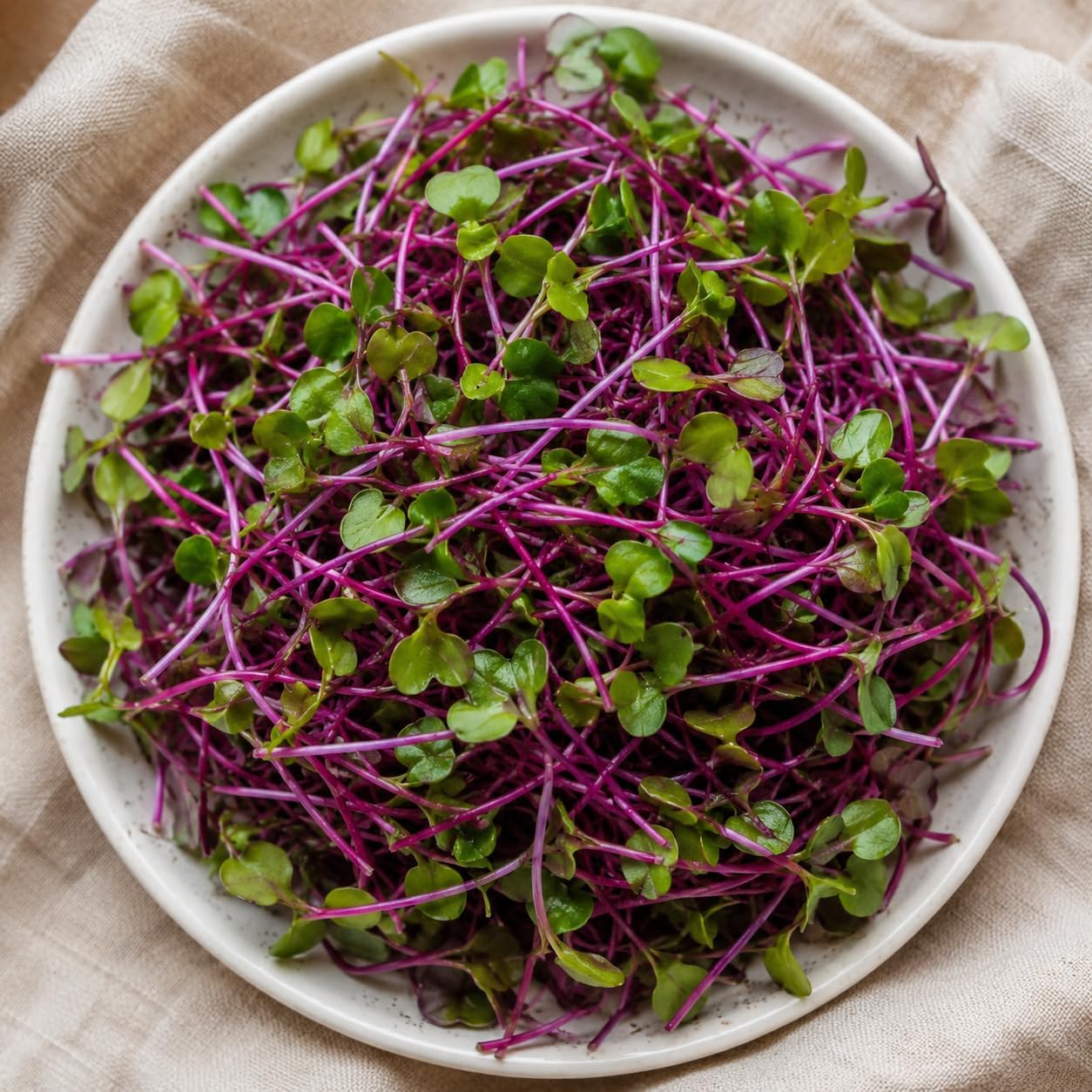 Todd's Seeds Radish Microgreen Seeds, 1 lb – Non-GMO | Rambo Variety, Bulk - Striking purple sprouts. High in vitamins