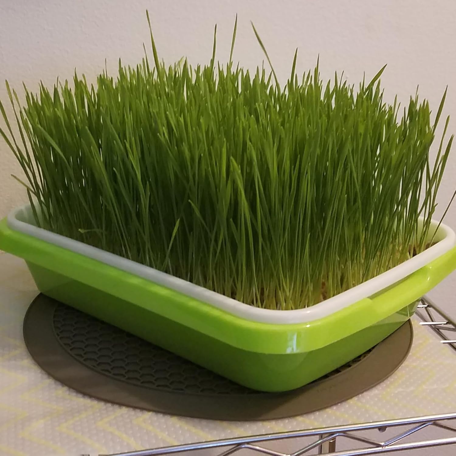 8 Pack Seed Sprouter Tray, BPA Free, Big Capacity Seed Germination Tray, Healthy Wheatgrass Seeds Grower with Lid for
