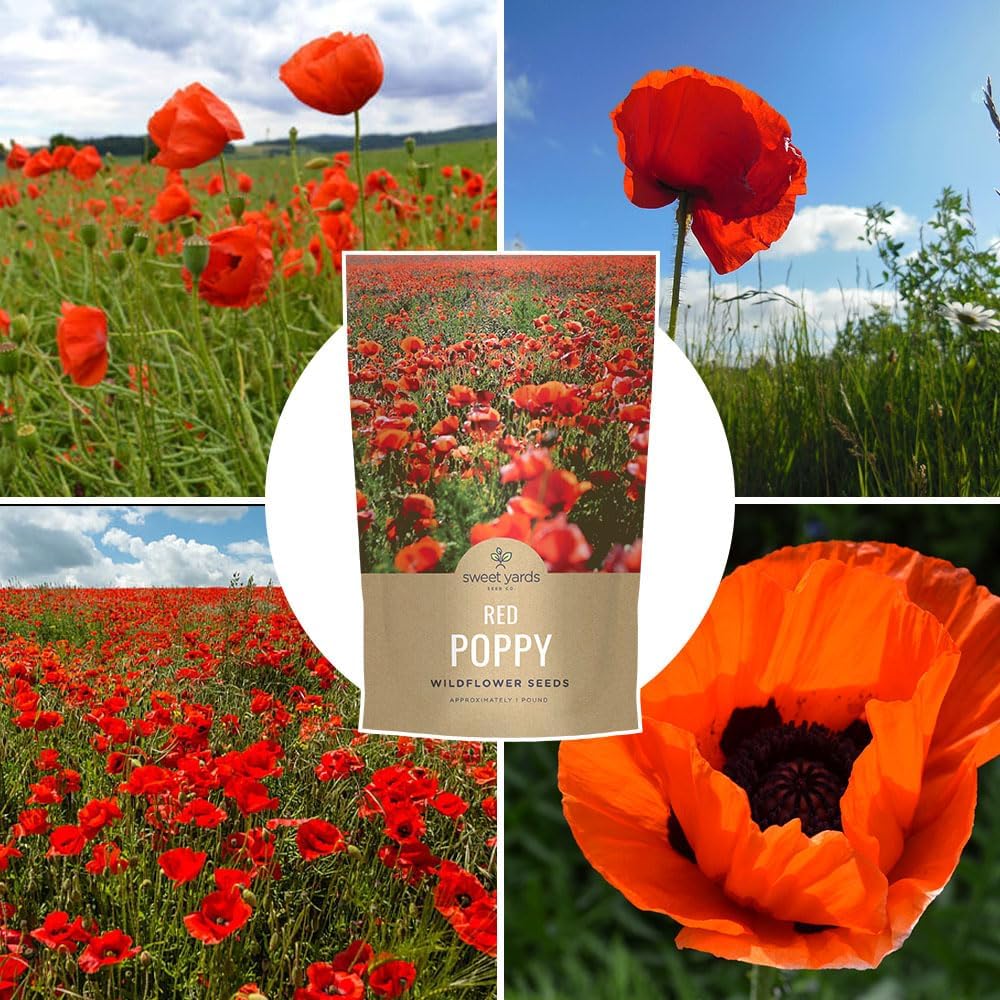 Red Poppy Seeds for Planting - Bulk 1 Pound Bag - Over 3,200,000 Wildflower Seeds