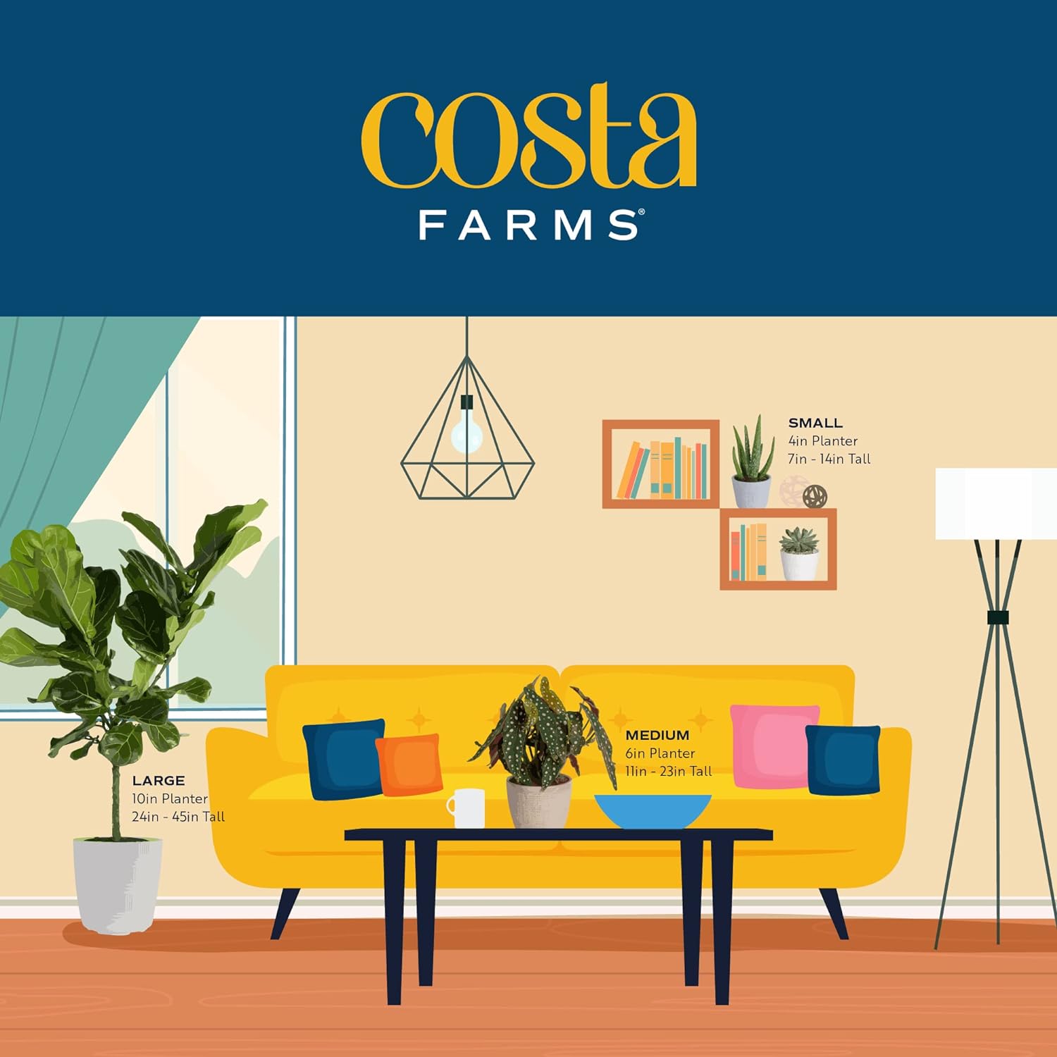 Costa Farms Snake Plant, Live Indoor Plant, Air Purifying, Easy Low Light | Nearly indestructible and thrives in low