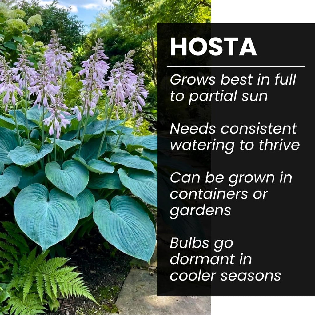 Blue Angel Giant Hosta Plant for Growing - Perennial Shade Plant - Large Blue Green Foliage - Easy to Grow Outdoor