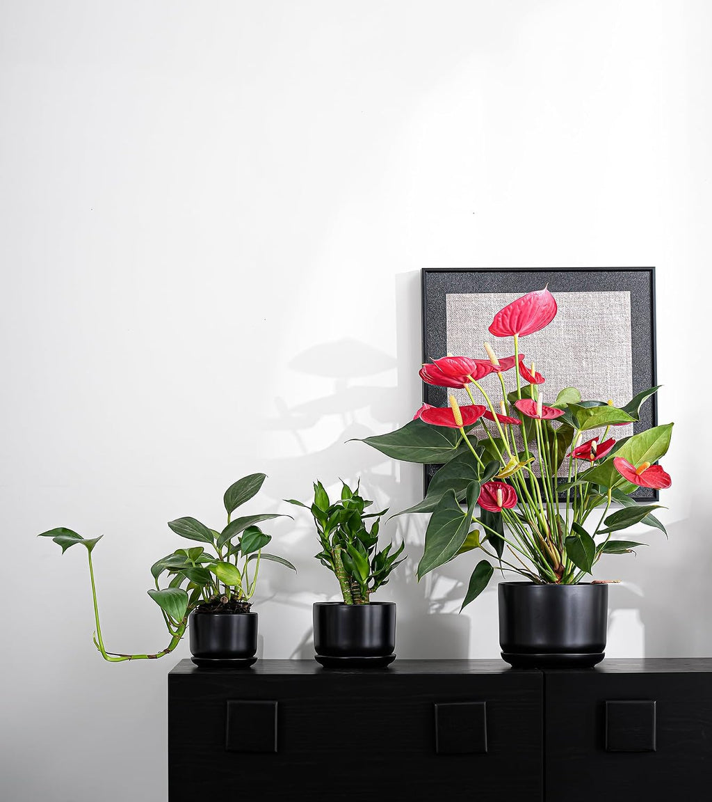 Flower Pots,Ceramic Pots with Drainage Holes & Saucer Set of 3(Matte Black) | Planters for Indoor Plants | Small
