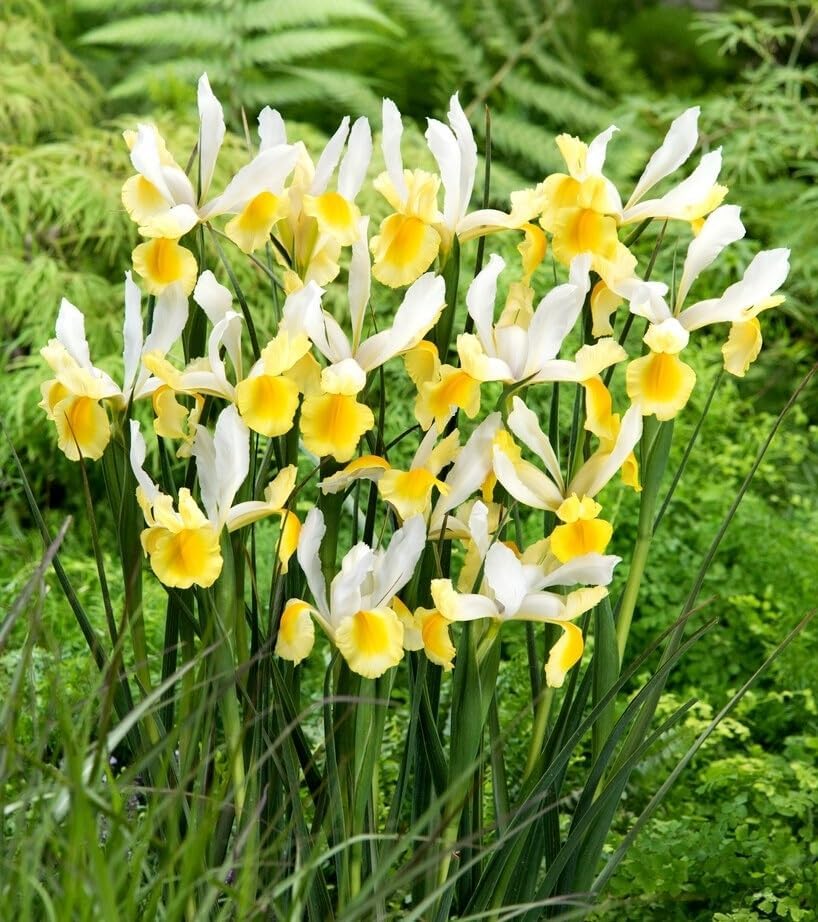 Montecito & Miss Saigon Iris Mix Bulbs - Perennial Dutch Iris, Fragrant Blooms | Spring Flowering 15x Montecito and 15x