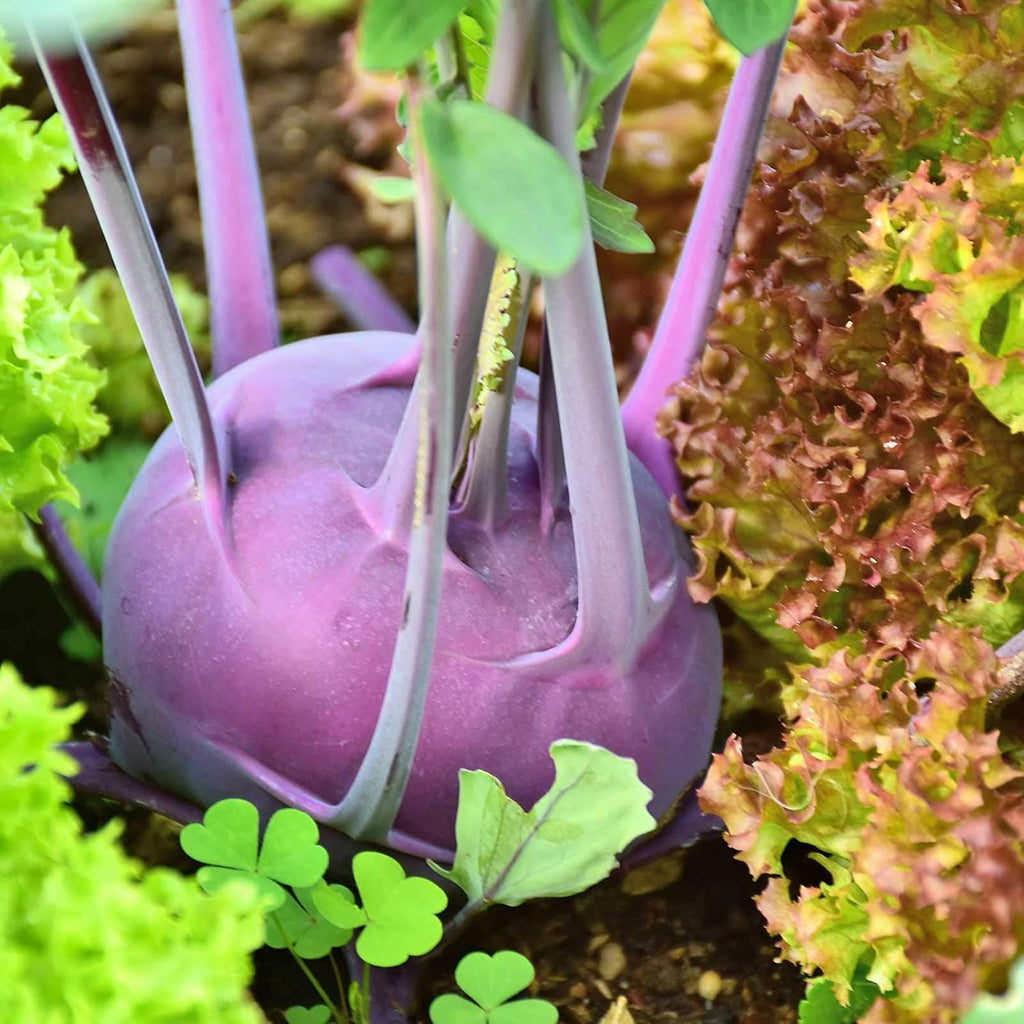 Mountain Valley Seed Co Purple Vienna Kohlrabi Seeds: 1 Lb - Non-GMO | Vegetable Garden & Micro Greens Growing Seed