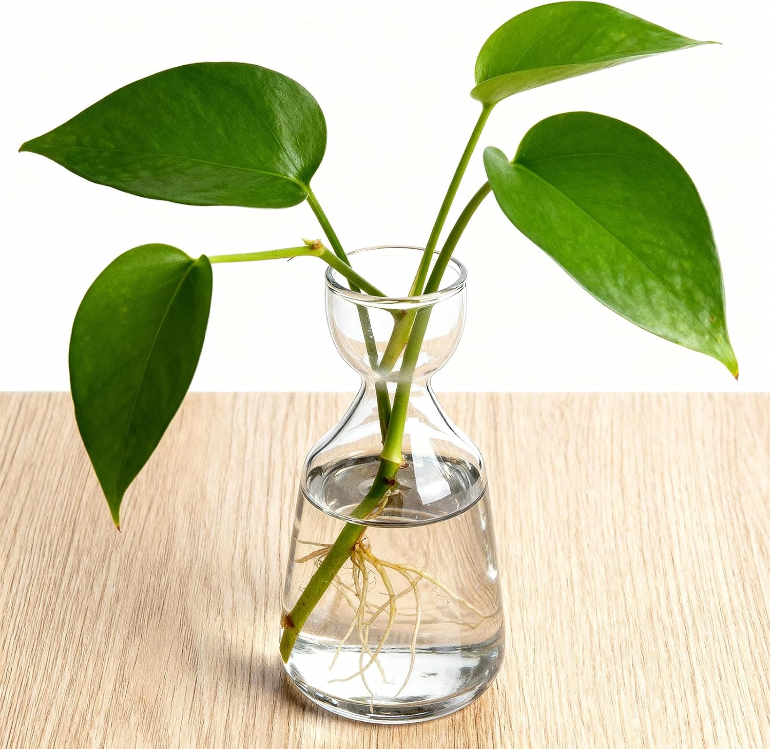 Glass Avocado Tree Growing Kit Seed Starter Flower Vases | 3 Pcs Acorn Plant Pot, Small Glassware Planter, Home Table