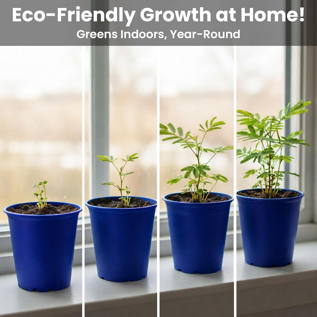 Deluxe Family Greenhouse Kit - Grow the Playful Plant that Closes Its Leaves When Tickled! Includes Mini Greenhouse, 3