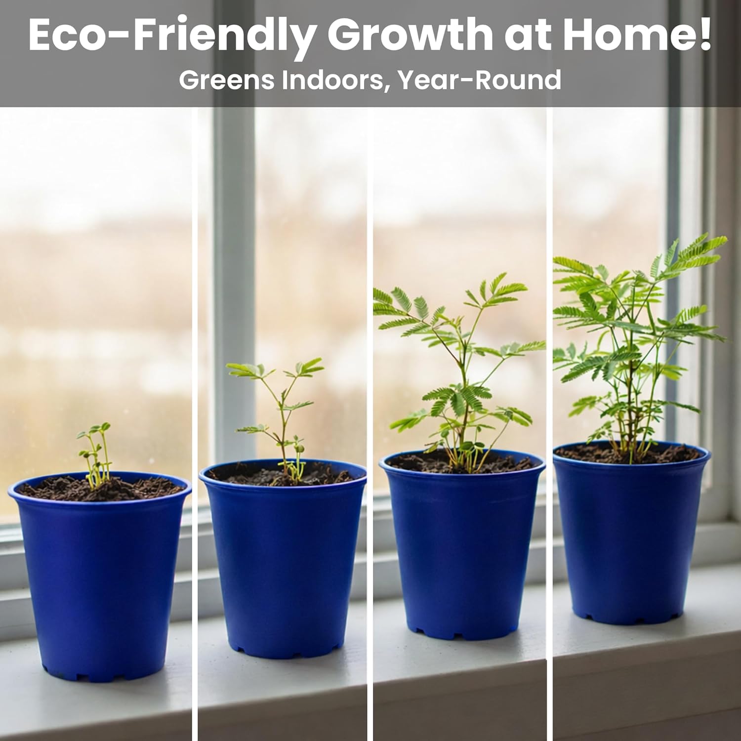 Deluxe Family Greenhouse Kit - Grow the Playful Plant that Closes Its Leaves When Tickled! Includes Mini Greenhouse, 3