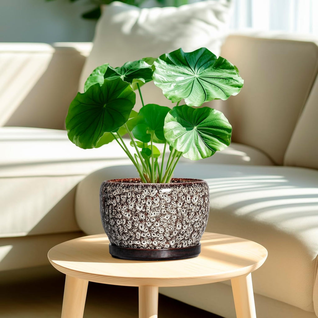 SQOWL Ceramic Planter - 8 inch Plant Pot Indoor with Drainage Hole and Plant Saucer, Round Ceramic Flower Pots Outdoor
