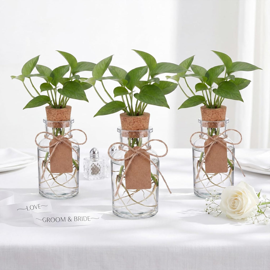 15 Pack Plant Propagation Stations with Hole Lid Tag,Cylindrical | 4.05'' Glass Propagation Jars, 4 oz Clear Hydroponic