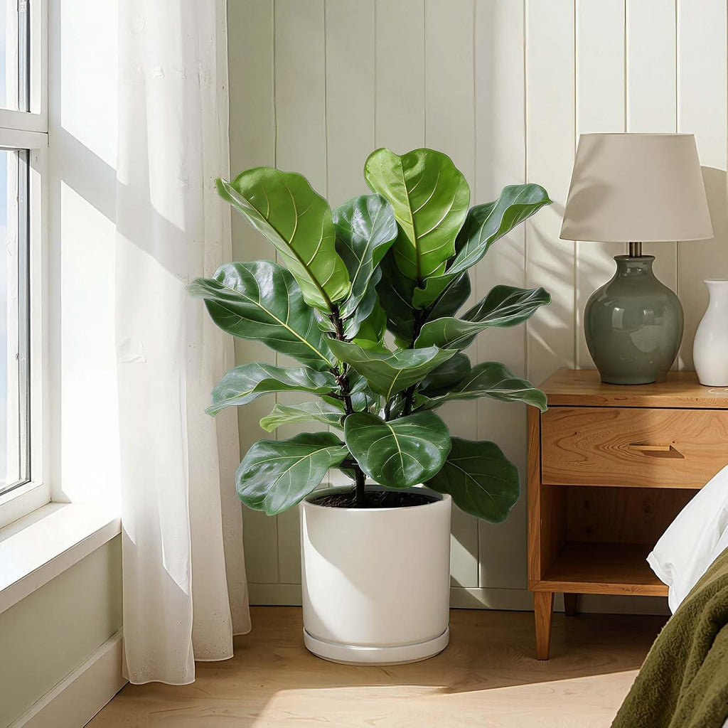 Kazeila 12 Inch Ceramic Planter Pot with Drainage Hole & Tray, Large Indoor Plant Pots, Modern Cylinder Flower Pot
